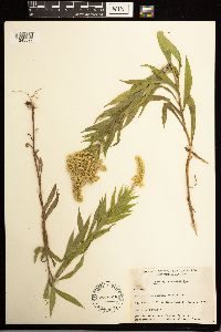 Solidago lepida image