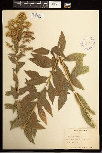 Solidago lepida image