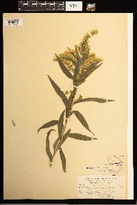 Solidago lepida image