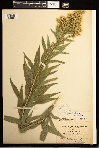 Solidago lepida image