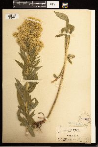 Solidago lepida image
