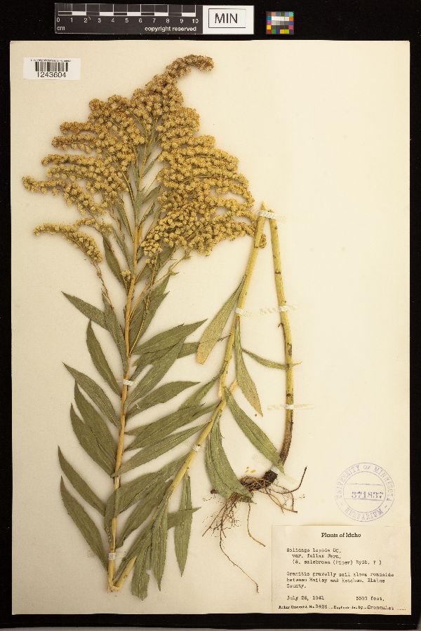 Solidago lepida image