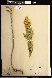 Solidago lepida image