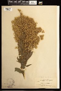 Solidago lepida image