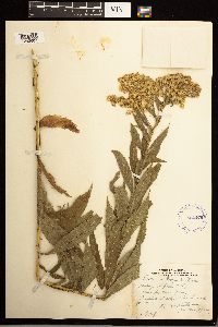 Solidago lepida image