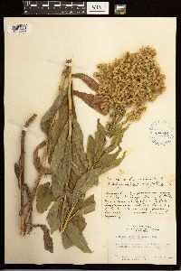 Solidago lepida image