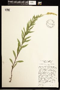 Solidago lepida image