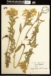Solidago lepida image