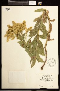 Solidago lepida image