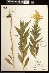 Solidago lepida image