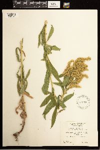 Solidago lepida image