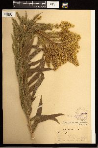 Solidago lepida image