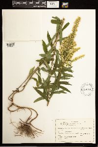 Solidago lepida image
