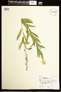 Solidago lepida image
