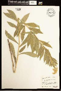 Solidago lepida image
