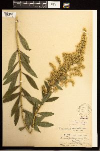 Solidago lepida image