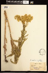 Solidago lepida image