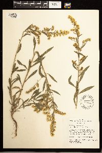 Solidago lepida image