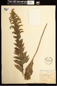 Solidago lepida image