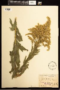 Solidago lepida image