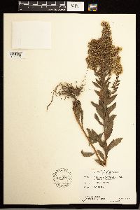 Solidago lepida image