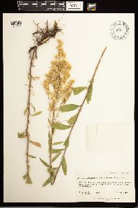 Solidago lepida image