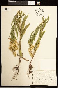 Solidago lepida image