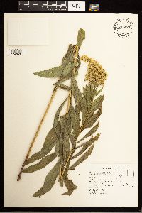 Solidago lepida image