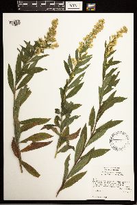 Solidago lepida image