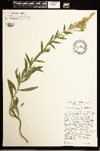 Solidago lepida image