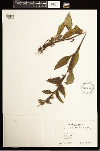 Solidago macrophylla image
