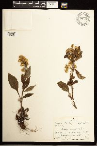 Solidago macrophylla image