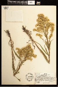 Solidago missouriensis image