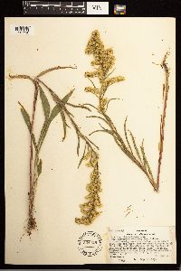 Solidago missouriensis image