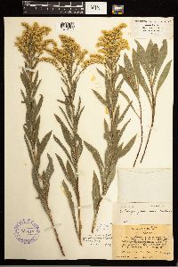 Solidago missouriensis image