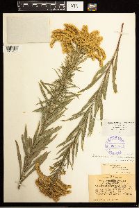 Solidago missouriensis image