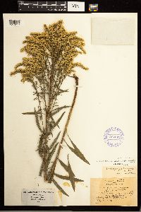 Solidago missouriensis image