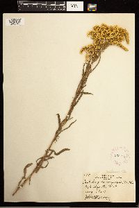 Solidago missouriensis image