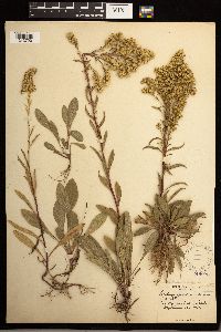 Solidago missouriensis image