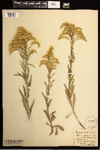 Solidago missouriensis image