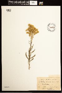Solidago missouriensis image