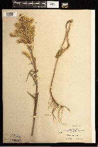 Solidago missouriensis image