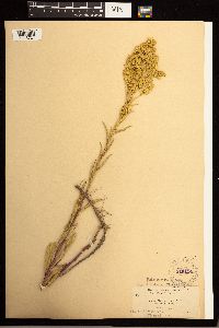 Solidago missouriensis image