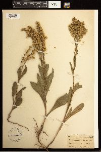 Solidago missouriensis image