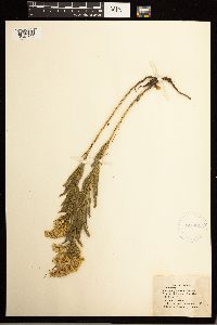 Solidago missouriensis image