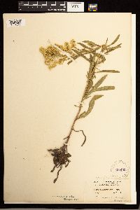 Solidago missouriensis image