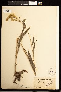 Solidago missouriensis image