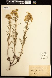 Solidago missouriensis image