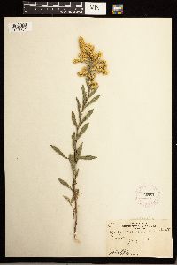 Solidago missouriensis image