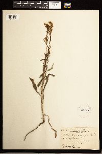 Solidago missouriensis image